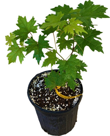 Southern Home Muscadine Hybrid Super Sweet Grape Plant
